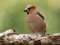 stenknack_hawfinch_ipnaturfoto_se_ft503