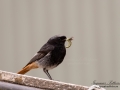 svart_rodstjart_Uddevalla_ipnaturfoto_black_redstart_ft509