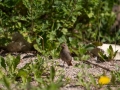 svart_rodstjart_black_redstart_hackning_ipnaturfoto_se_ft536