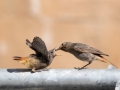 svart_rodstjart_hona_matar_black_redstart_hausrotschwanz_hackning_flugsnappare_ipnaturfoto_se_ft534