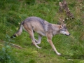 varg_canis_lupus_wolf_ipnaturfoto_se_varg173