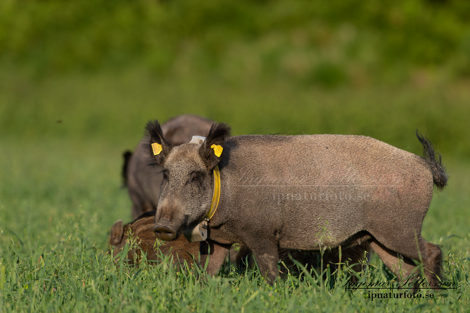forskning_slu_gps_halsband_svinpest_afrikansk_svinpest_jakt_bokar_Wildschwein_vildsvin_host_wildboar_ipnaturfoto_se_Sus_scrofa_vs66