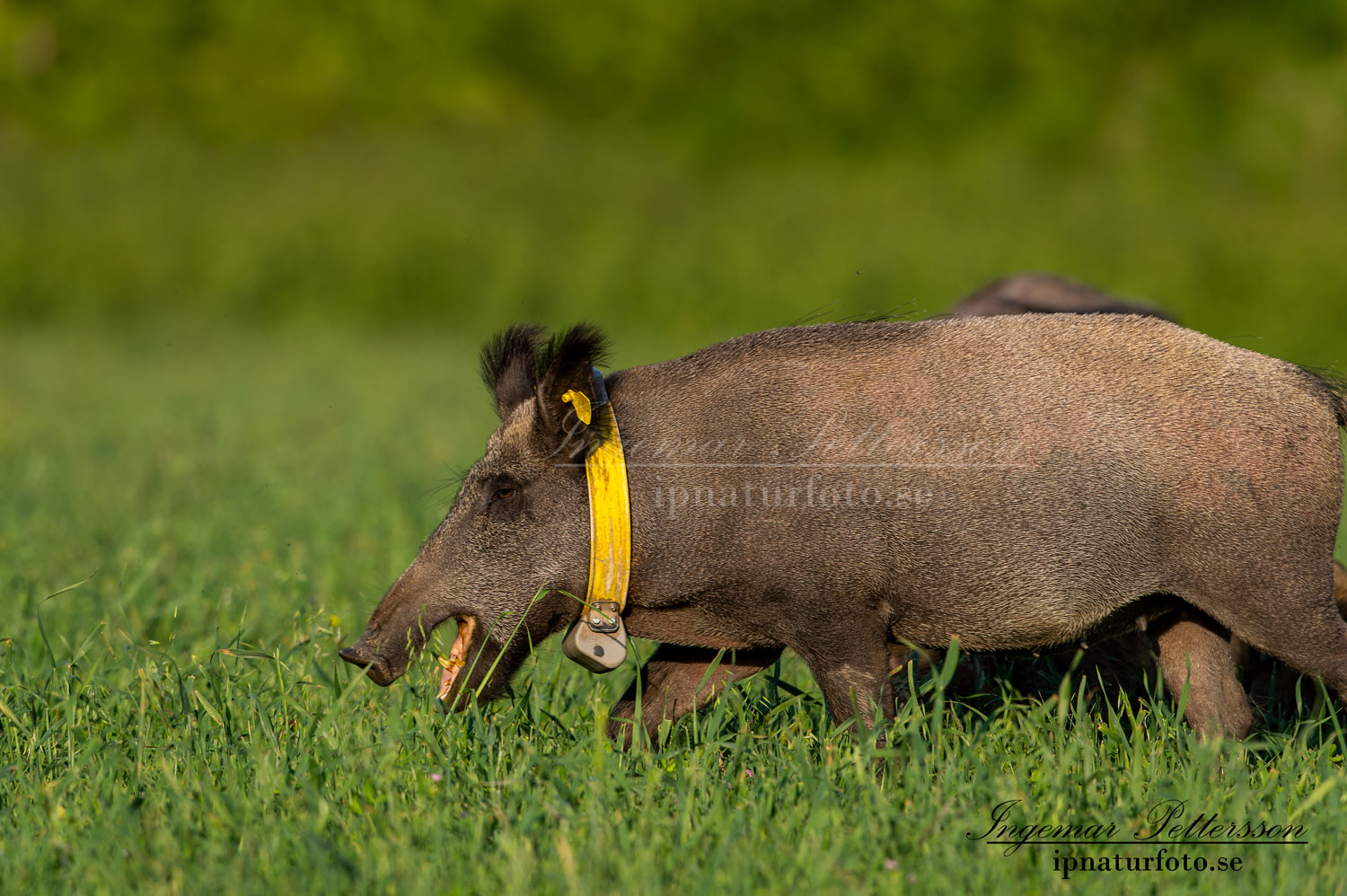forskning_slu_gps_halsband_svinpest_afrikansk_svinpest_jakt_bokar_Wildschwein_vildsvin_host_wildboar_ipnaturfoto_se_Sus_scrofa_vs67