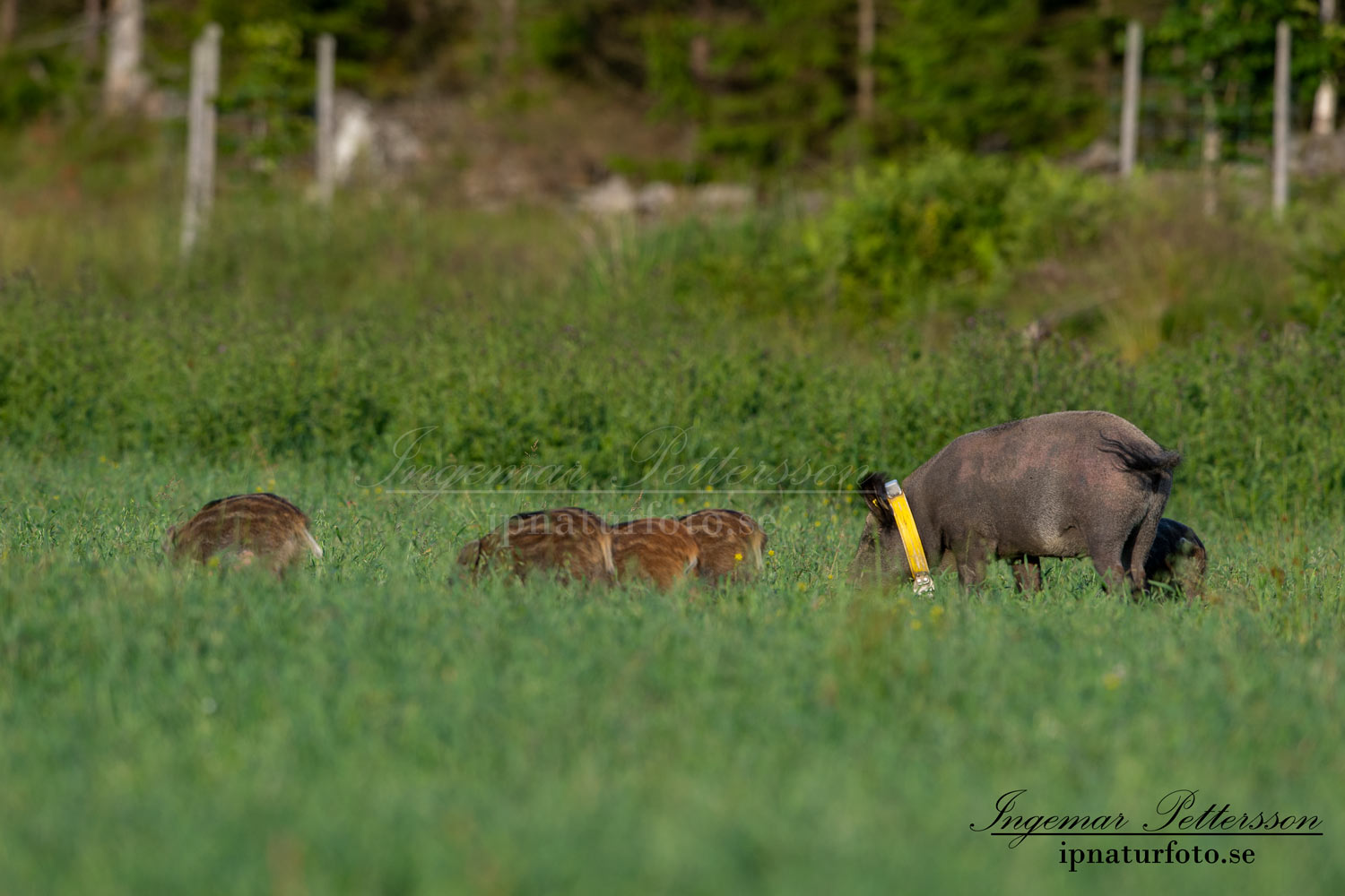 forskning_slu_gps_halsband_svinpest_afrikansk_svinpest_jakt_bokar_Wildschwein_vildsvin_host_wildboar_ipnaturfoto_se_Sus_scrofa_vs68