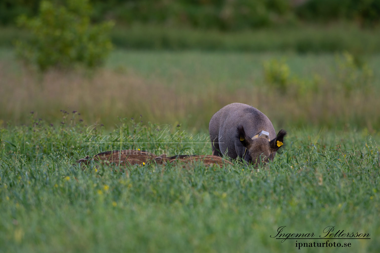 forskning_slu_gps_halsband_svinpest_afrikansk_svinpest_jakt_bokar_Wildschwein_vildsvin_host_wildboar_ipnaturfoto_se_Sus_scrofa_vs69