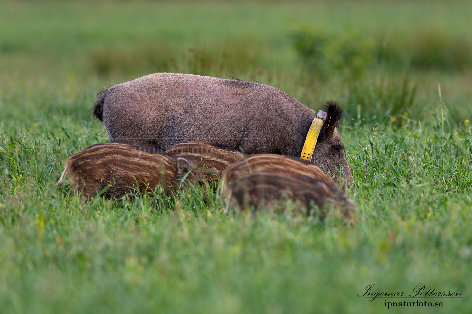 forskning_slu_gps_halsband_svinpest_afrikansk_svinpest_jakt_bokar_Wildschwein_vildsvin_host_wildboar_ipnaturfoto_se_Sus_scrofa_vs70