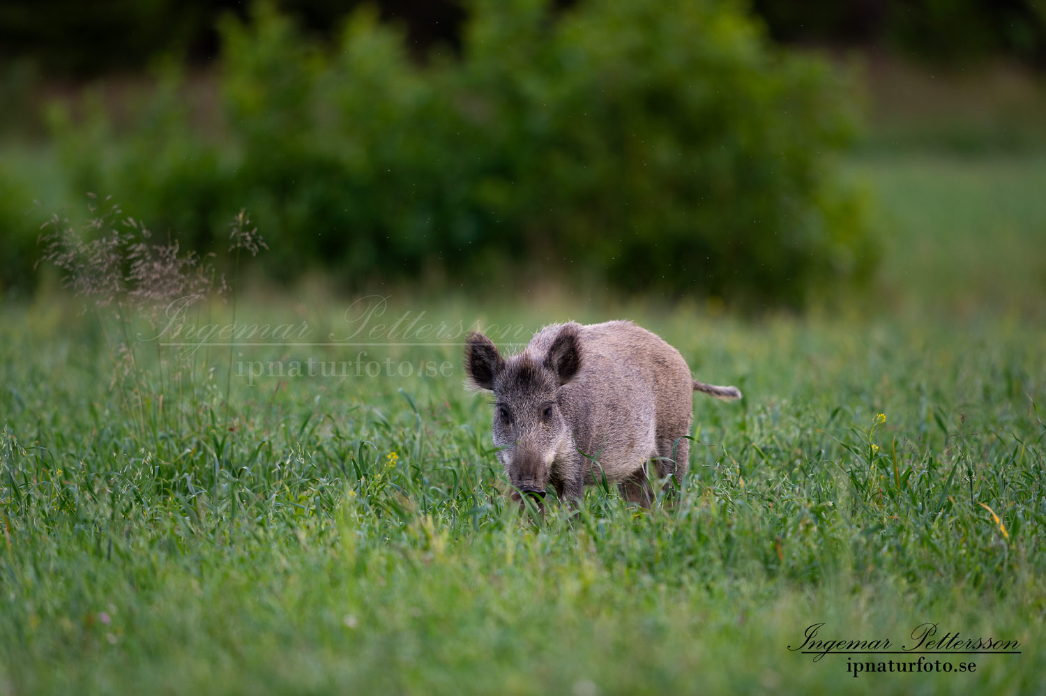 forskning_slu_gps_halsband_svinpest_afrikansk_svinpest_jakt_bokar_Wildschwein_vildsvin_host_wildboar_ipnaturfoto_se_Sus_scrofa_vs71