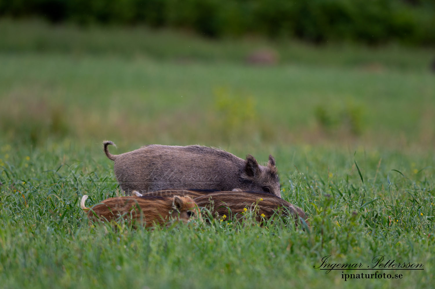 forskning_slu_gps_halsband_svinpest_afrikansk_svinpest_jakt_bokar_Wildschwein_vildsvin_host_wildboar_ipnaturfoto_se_Sus_scrofa_vs72