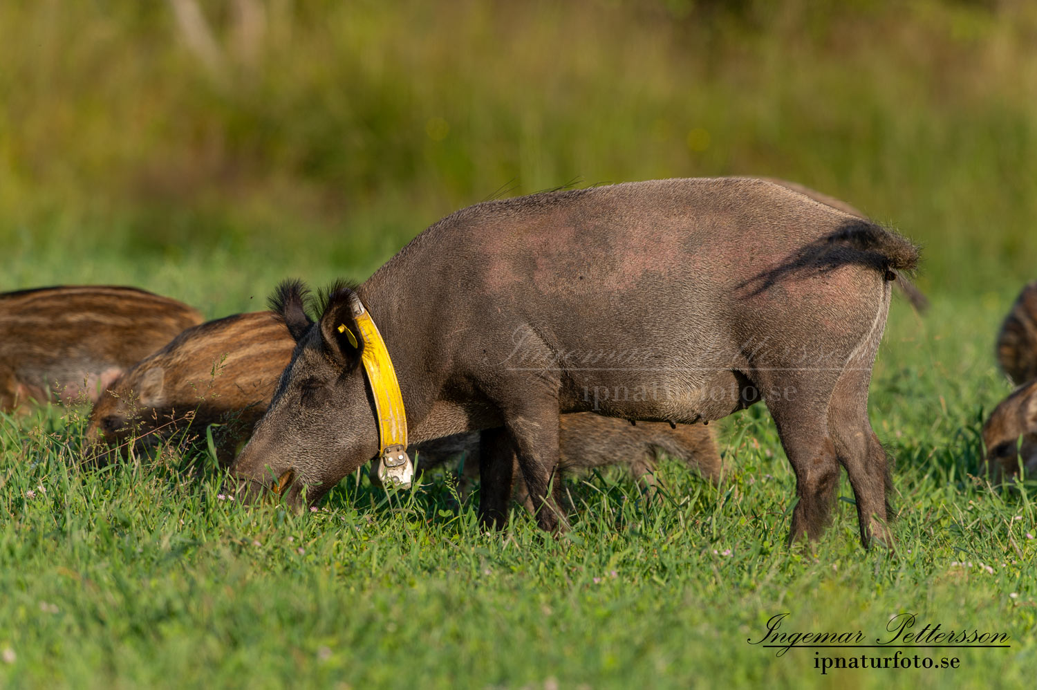 gps_halsband_svinpest_afrikansk_svinpest_jakt_bokar_Wildschwein_vildsvin_host_wildboar_ipnaturfoto_se_Sus_scrofa_vs64