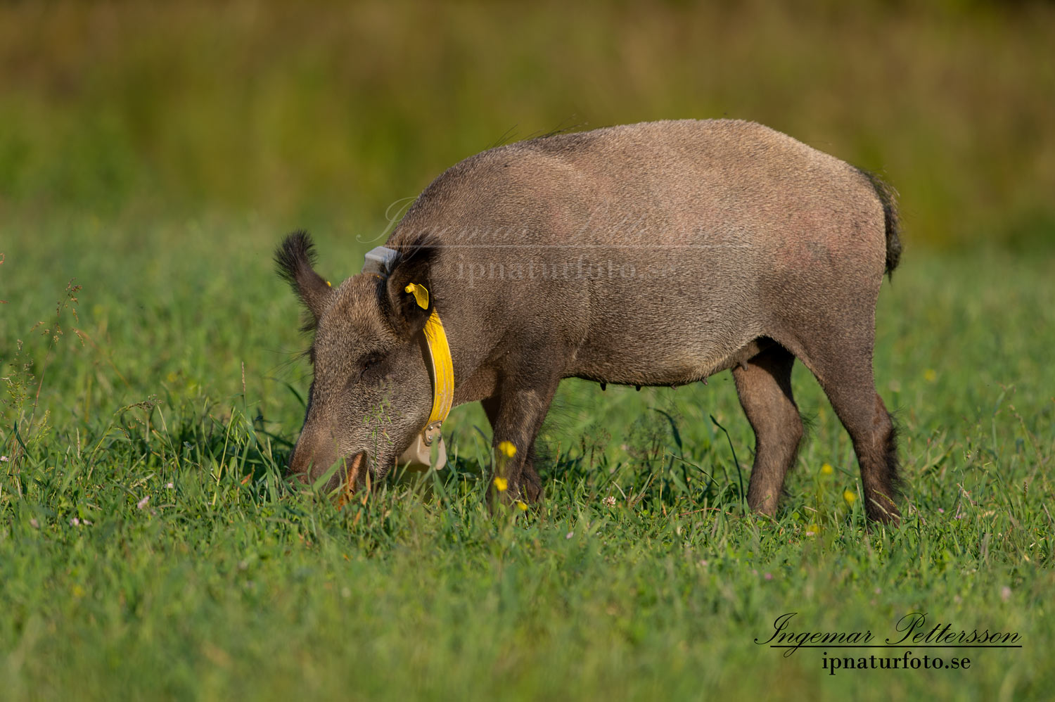gps_halsband_svinpest_afrikansk_svinpest_jakt_bokar_Wildschwein_vildsvin_host_wildboar_ipnaturfoto_se_Sus_scrofa_vs65