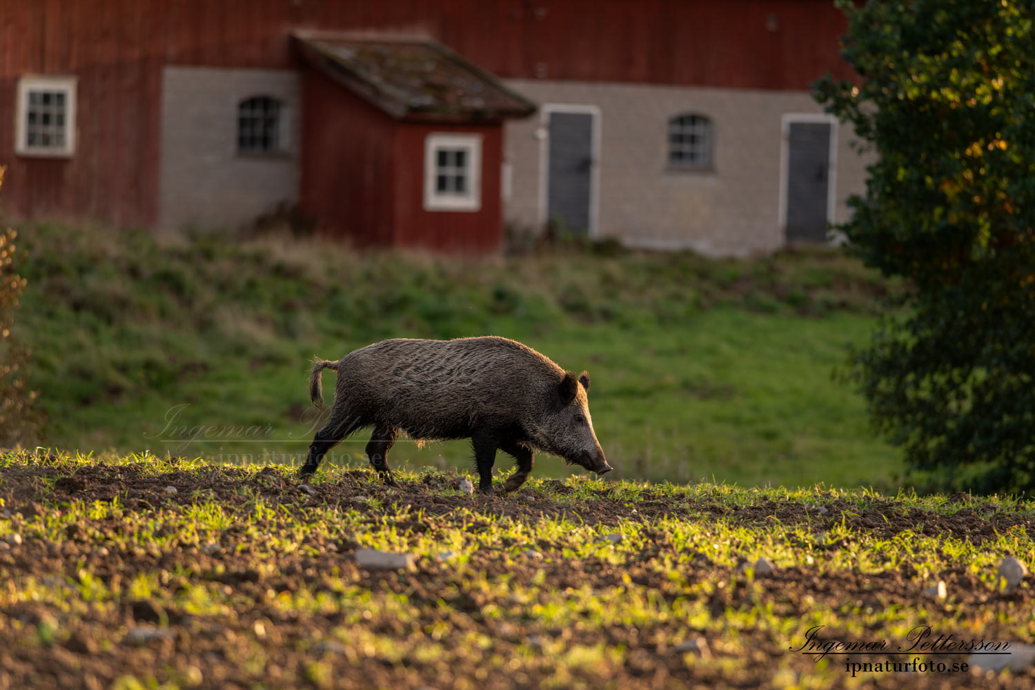 ladugard_jakt_hunting_Wildschwein_vildsvin_host_wildboar_ingemar_pettersson_Sus_scrofa_vs51