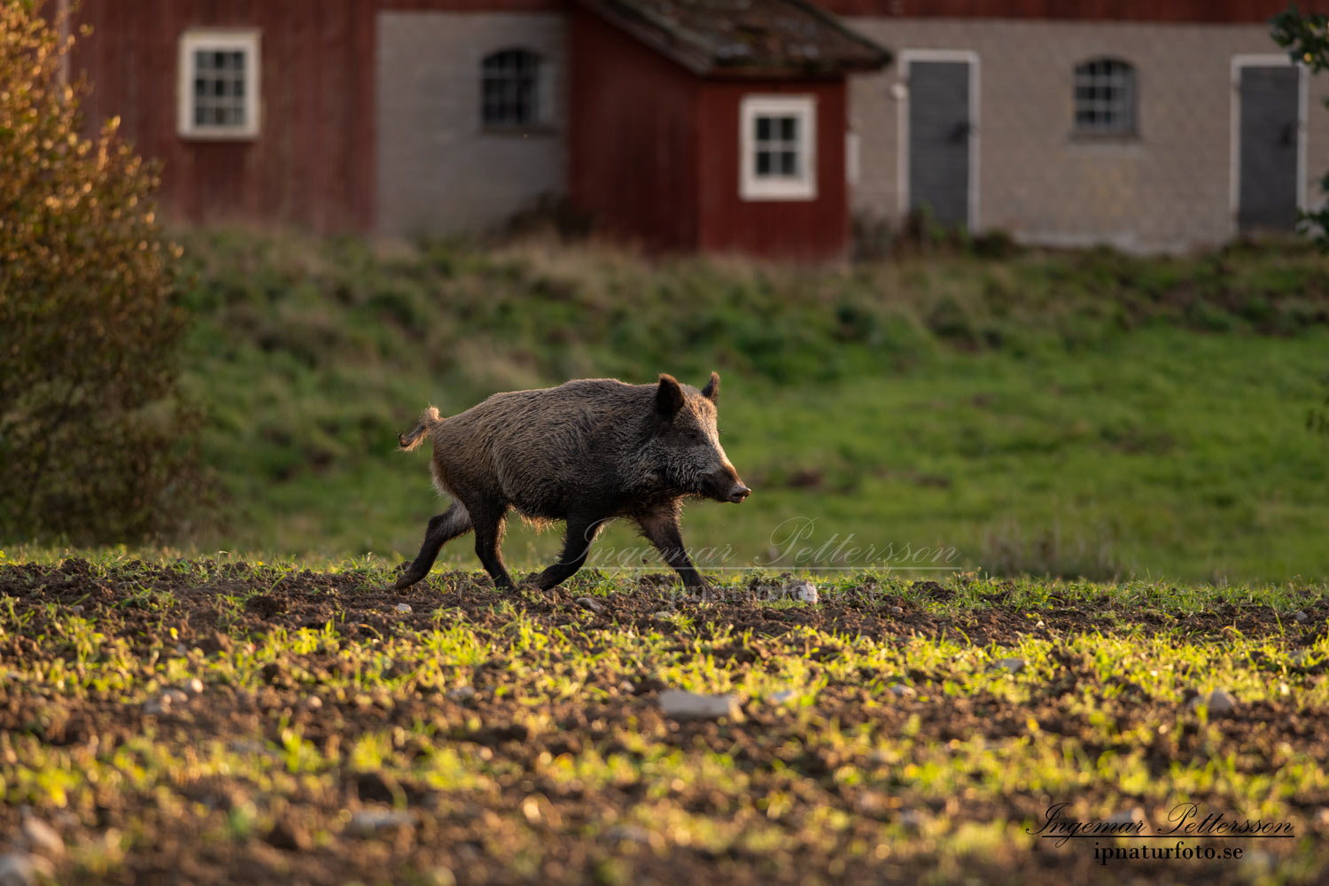 ladugard_jakt_hunting_Wildschwein_vildsvin_host_wildboar_ingemar_pettersson_Sus_scrofa_vs55