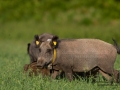 forskning_slu_gps_halsband_svinpest_afrikansk_svinpest_jakt_bokar_Wildschwein_vildsvin_host_wildboar_ipnaturfoto_se_Sus_scrofa_vs66