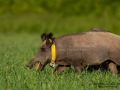 forskning_slu_gps_halsband_svinpest_afrikansk_svinpest_jakt_bokar_Wildschwein_vildsvin_host_wildboar_ipnaturfoto_se_Sus_scrofa_vs67