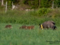 forskning_slu_gps_halsband_svinpest_afrikansk_svinpest_jakt_bokar_Wildschwein_vildsvin_host_wildboar_ipnaturfoto_se_Sus_scrofa_vs68