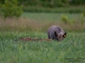 forskning_slu_gps_halsband_svinpest_afrikansk_svinpest_jakt_bokar_Wildschwein_vildsvin_host_wildboar_ipnaturfoto_se_Sus_scrofa_vs69