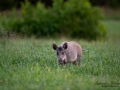 forskning_slu_gps_halsband_svinpest_afrikansk_svinpest_jakt_bokar_Wildschwein_vildsvin_host_wildboar_ipnaturfoto_se_Sus_scrofa_vs71