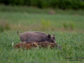 forskning_slu_gps_halsband_svinpest_afrikansk_svinpest_jakt_bokar_Wildschwein_vildsvin_host_wildboar_ipnaturfoto_se_Sus_scrofa_vs72