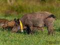 gps_halsband_svinpest_afrikansk_svinpest_jakt_bokar_Wildschwein_vildsvin_host_wildboar_ipnaturfoto_se_Sus_scrofa_vs64