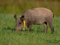 gps_halsband_svinpest_afrikansk_svinpest_jakt_bokar_Wildschwein_vildsvin_host_wildboar_ipnaturfoto_se_Sus_scrofa_vs65