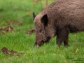 jakt_bokar_Wildschwein_vildsvin_host_wildboar_ipnaturfoto_se_Sus_scrofa_vs56