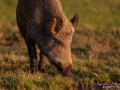 jakt_bokar_Wildschwein_vildsvin_host_wildboar_ipnaturfoto_se_Sus_scrofa_vs57