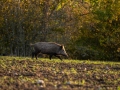 jakt_hunting_Wildschwein_vildsvin_host_wildboar_ingemar_pettersson_Sus_scrofa_vs50