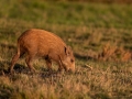 kulting_bokar_Wildschwein_vildsvin_host_wildboar_ipnaturfoto_se_Sus_scrofa_vs58