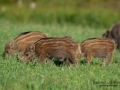 kulting_bokar_Wildschwein_vildsvin_host_wildboar_ipnaturfoto_se_Sus_scrofa_vs73