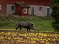 ladugard_jakt_hunting_Wildschwein_vildsvin_host_wildboar_ingemar_pettersson_Sus_scrofa_vs51