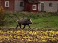 ladugard_jakt_hunting_Wildschwein_vildsvin_host_wildboar_ingemar_pettersson_Sus_scrofa_vs55