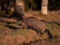 sugga_bokar_Wildschwein_vildsvin_host_wildboar_ipnaturfoto_se_Sus_scrofa_vs61