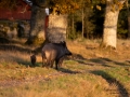 sugga_bokar_Wildschwein_vildsvin_host_wildboar_ipnaturfoto_se_Sus_scrofa_vs63