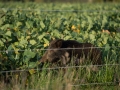 vildsvin_elstangsel_skador_wildboar_boar_ipnaturfoto_se_vs47