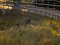 viltolycka_trafikfara_hunting_Wildschwein_vildsvin_host_wildboar_ingemar_pettersson_Sus_scrofa_vs52