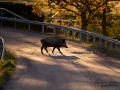 viltolycka_trafikfara_hunting_Wildschwein_vildsvin_host_wildboar_ingemar_pettersson_Sus_scrofa_vs54