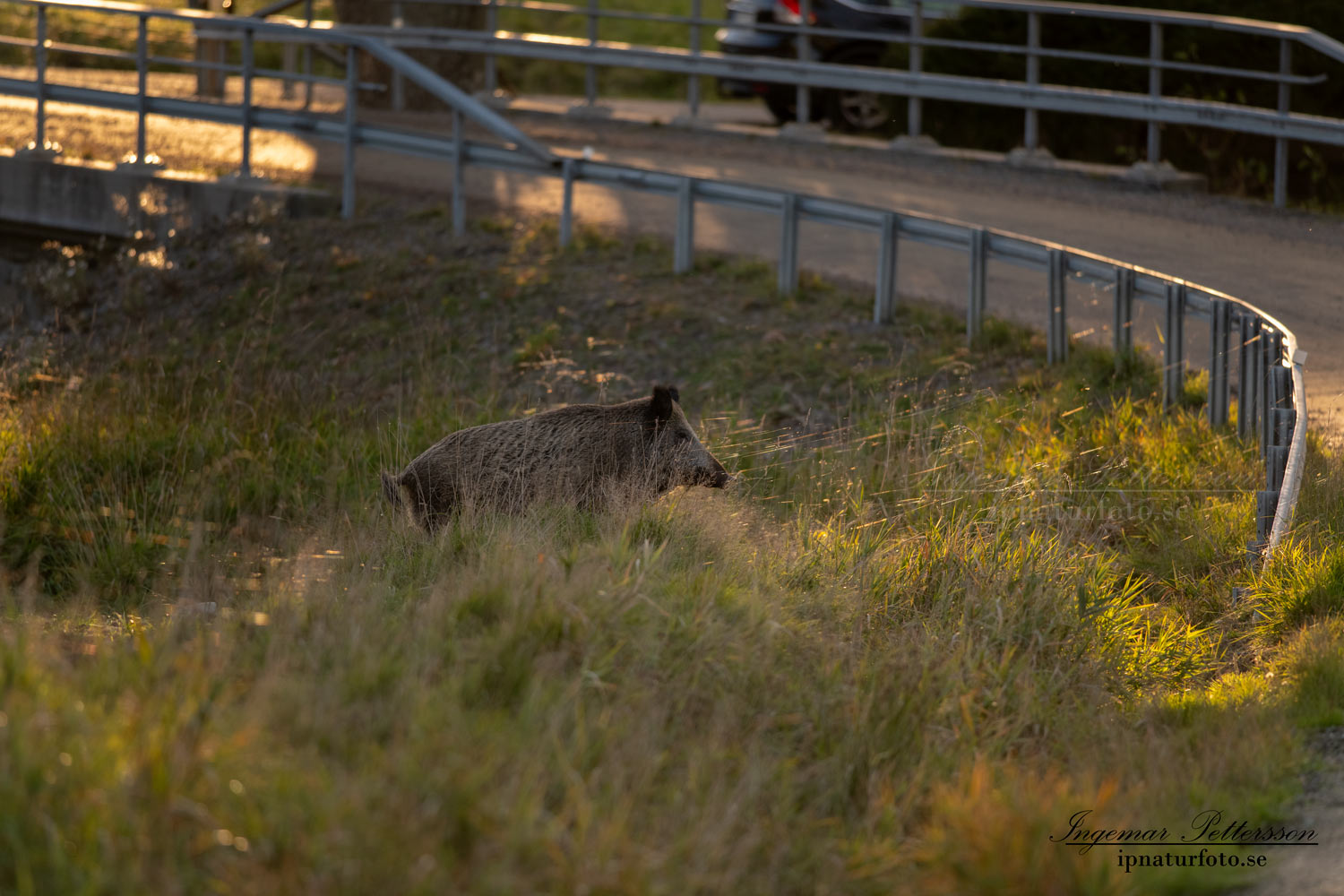 viltolycka_trafikfara_hunting_Wildschwein_vildsvin_host_wildboar_ingemar_pettersson_Sus_scrofa_vs52