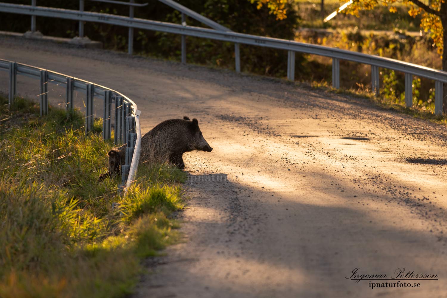 viltolycka_trafikfara_hunting_Wildschwein_vildsvin_host_wildboar_ingemar_pettersson_Sus_scrofa_vs53