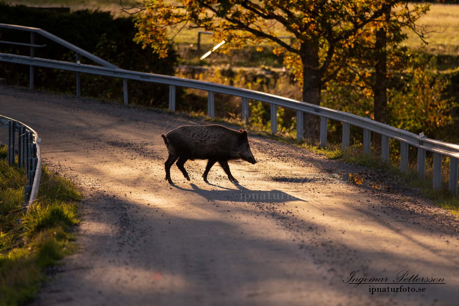 viltolycka_trafikfara_hunting_Wildschwein_vildsvin_host_wildboar_ingemar_pettersson_Sus_scrofa_vs54