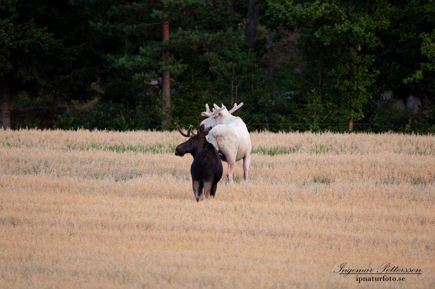 alces_svensk_jakt_ipnaturfoto_leucism_albino_spiritmoose_moose_elch_ingemar_pettersson_va447