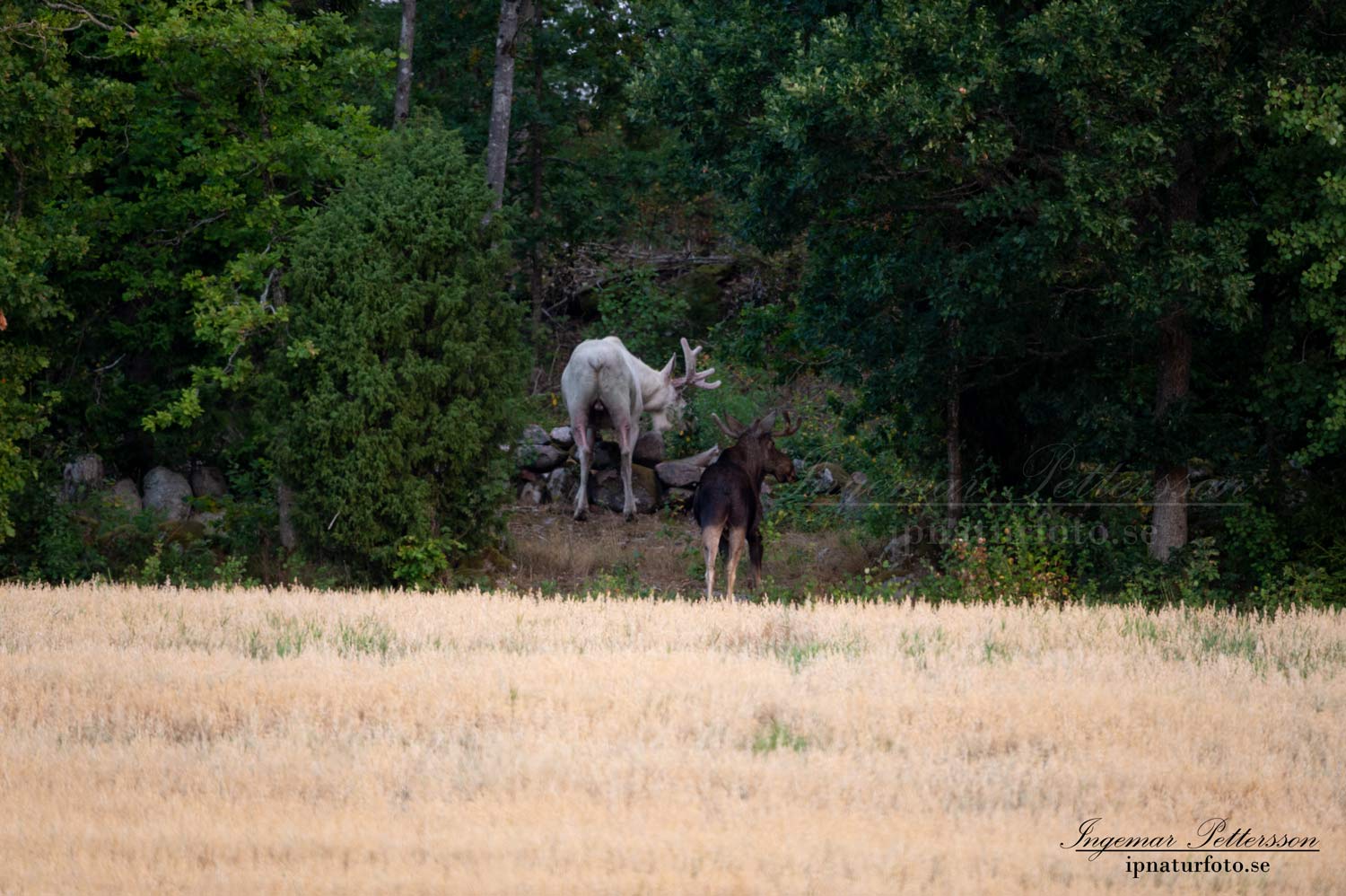 alces_svensk_jakt_ipnaturfoto_leucism_albino_spiritmoose_moose_elch_ingemar_pettersson_va448