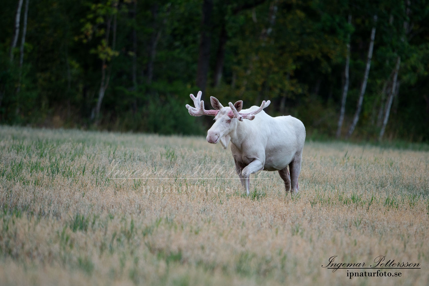 alces_svensk_jakt_ipnaturfoto_leucism_albino_spiritmoose_moose_elch_ingemar_pettersson_va449