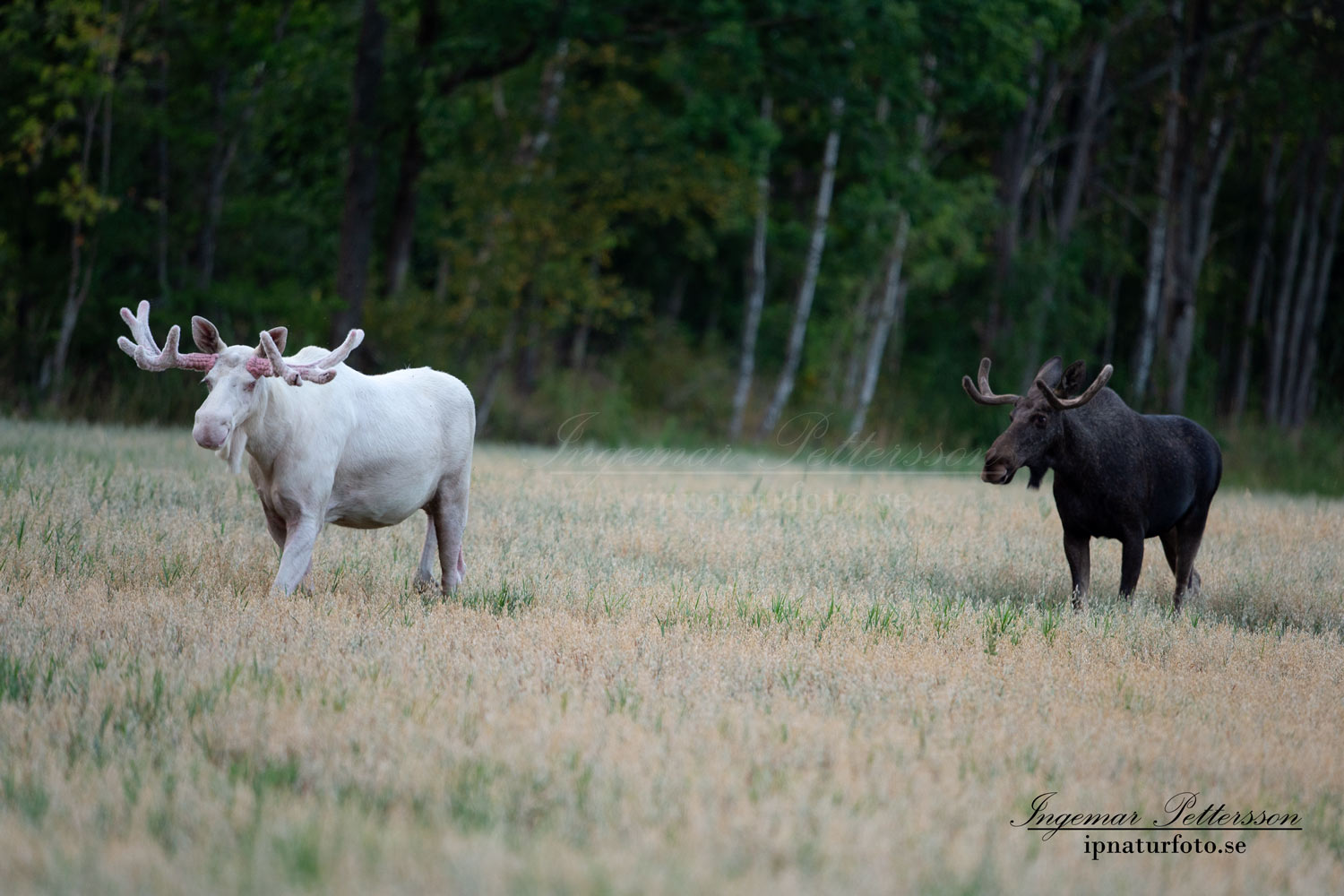 alces_svensk_jakt_ipnaturfoto_leucism_albino_spiritmoose_moose_elch_ingemar_pettersson_va450