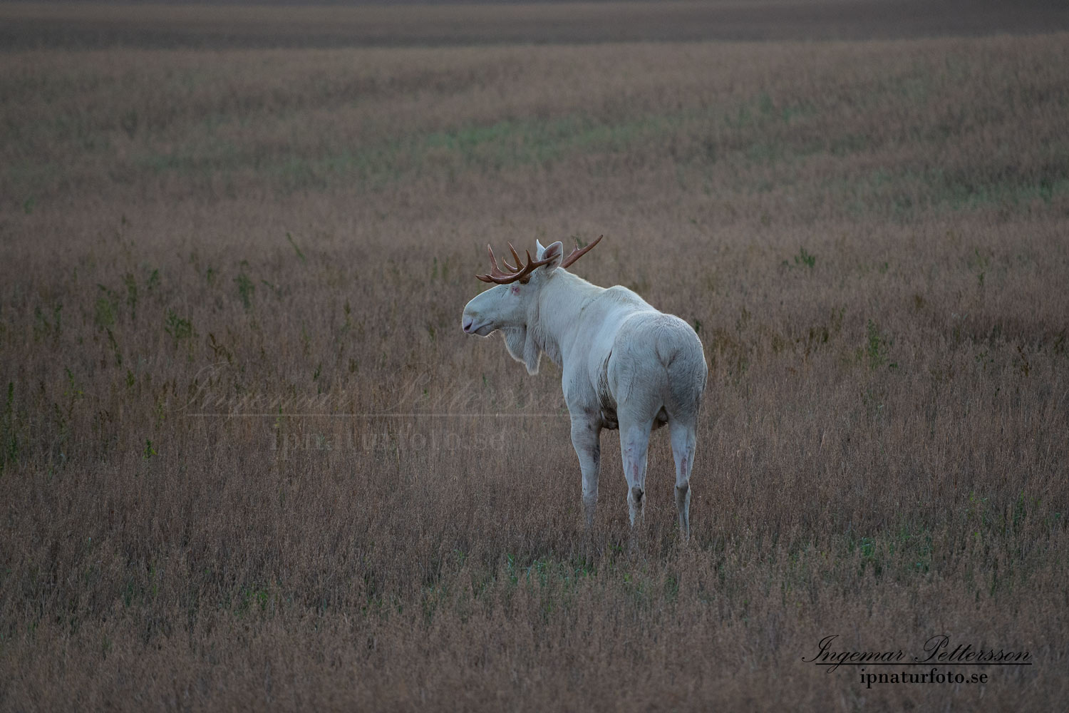 alces_svensk_jakt_ipnaturfoto_leucism_albino_spiritmoose_moose_elch_ingemar_pettersson_va458