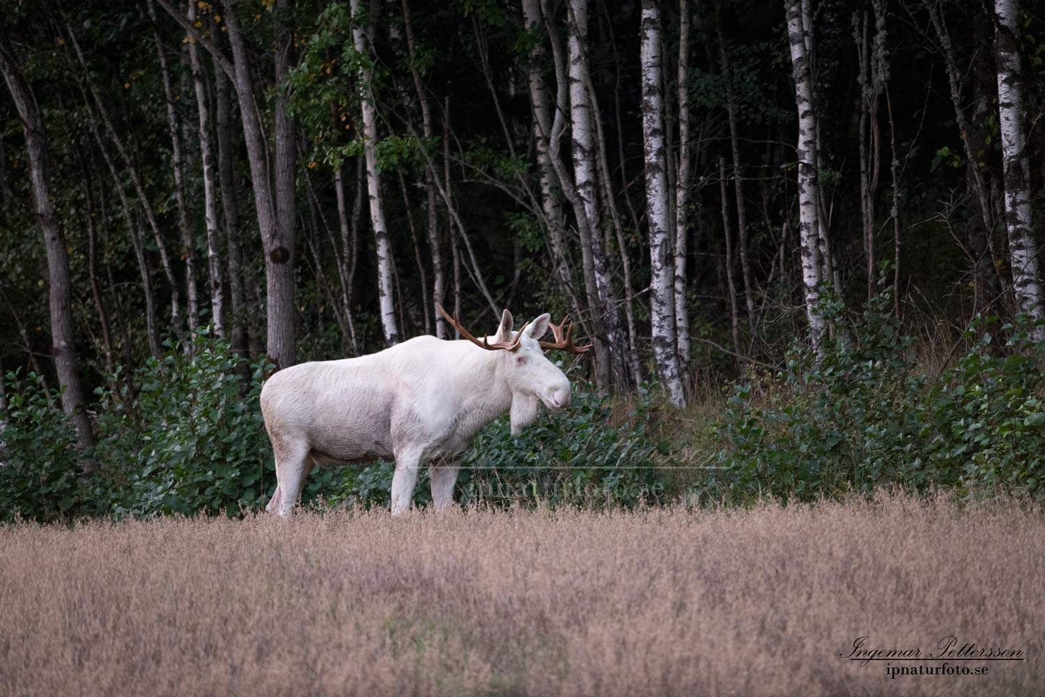 alces_svensk_jakt_ipnaturfoto_leucism_albino_spiritmoose_moose_elch_ingemar_pettersson_va459