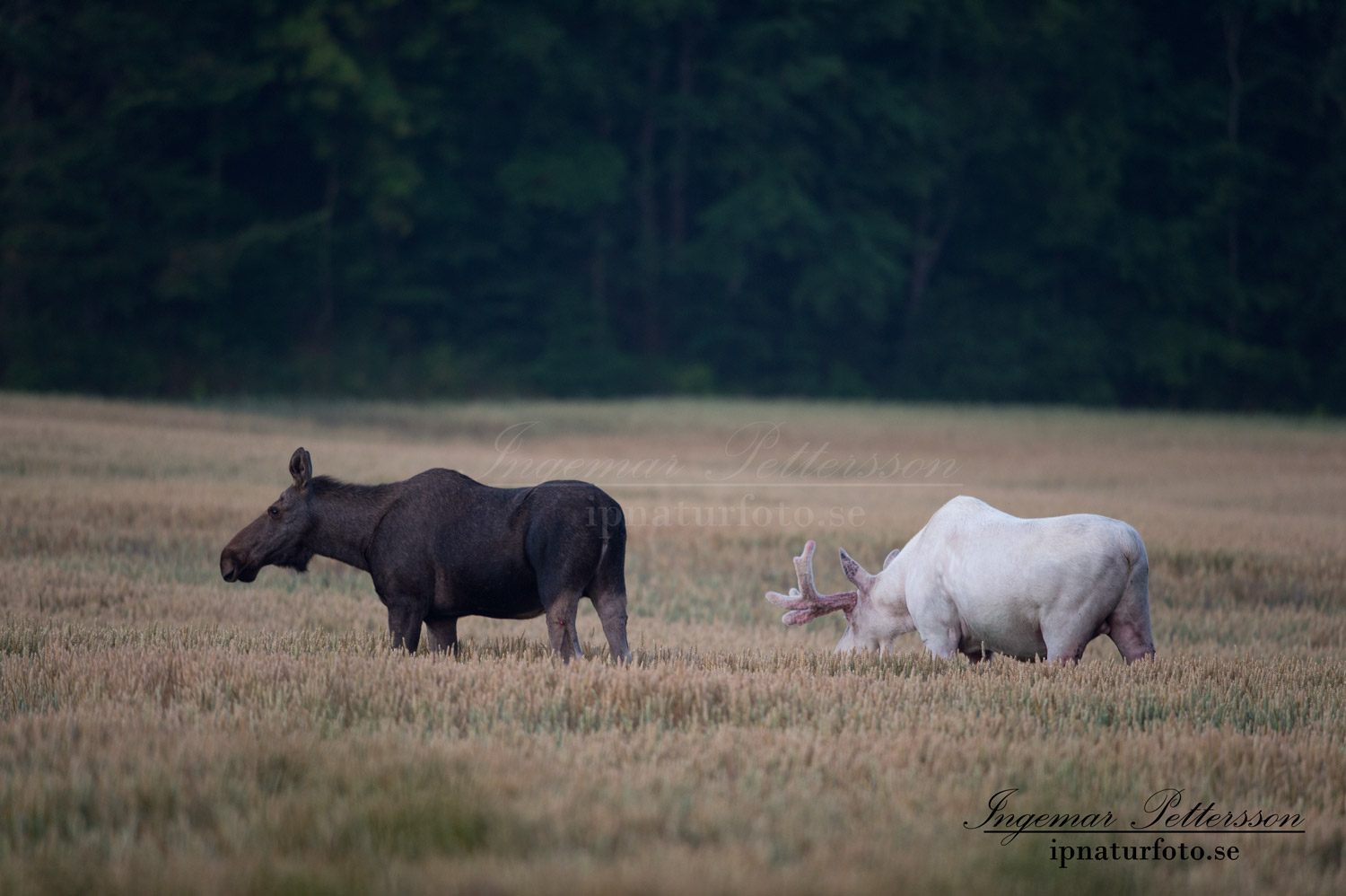 alg_ko_kviga_spiritmoose_moose_whitemoose_vitalg_vit_alg_ingemar_leucism_albino_elch_va307