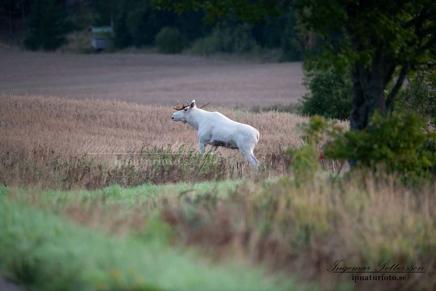 algjakt_ipnaturfoto_se_vit_alg_white_moose_weißer_Elch_leucism_albino_natur_unik_va465