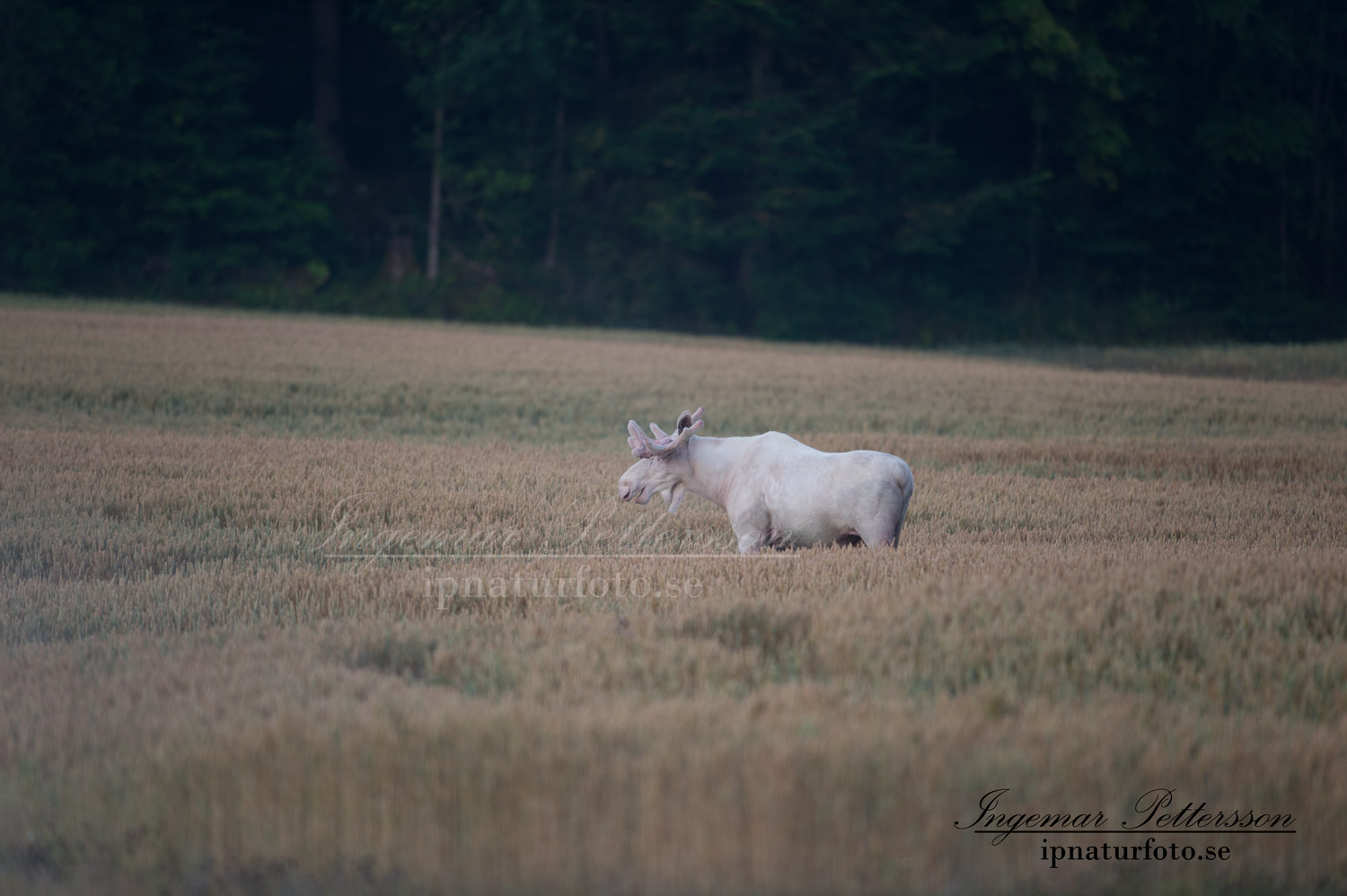 elch_alces_jordbruk_spannmal_ipnaturfoto_sagoalg_whitemoose_white_moose_vitalg_vit_alg_va310