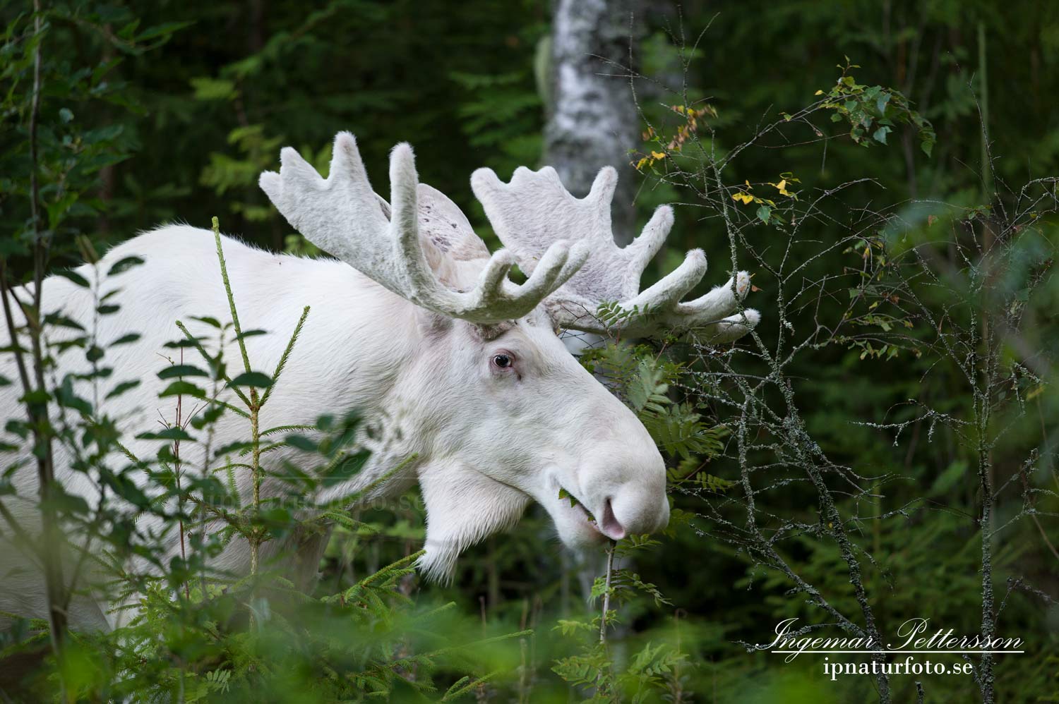 elch_alces_moose_algjakt_tjur_spiritmoose_sagoalg_whitemoose_white_moose_ingemar_pettersson_va325