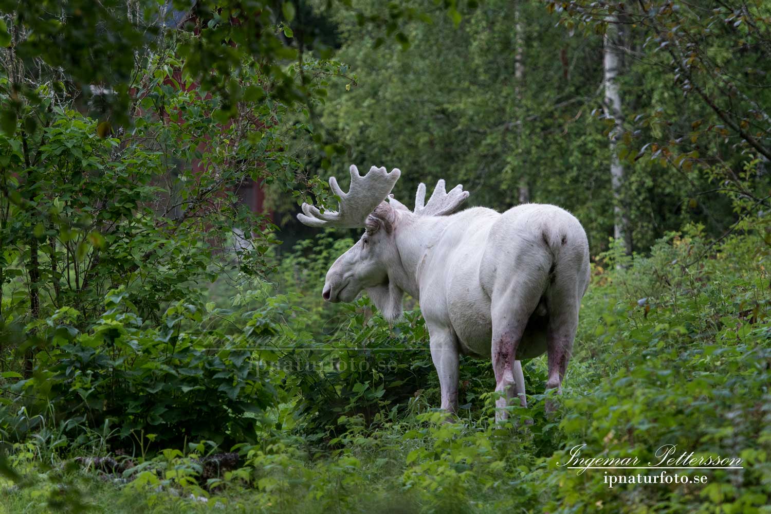 elch_alces_moose_spiritmoose_vitalg_vit_alg_sagoalg_saga_enhorning_ipnaturfoto_se_va327